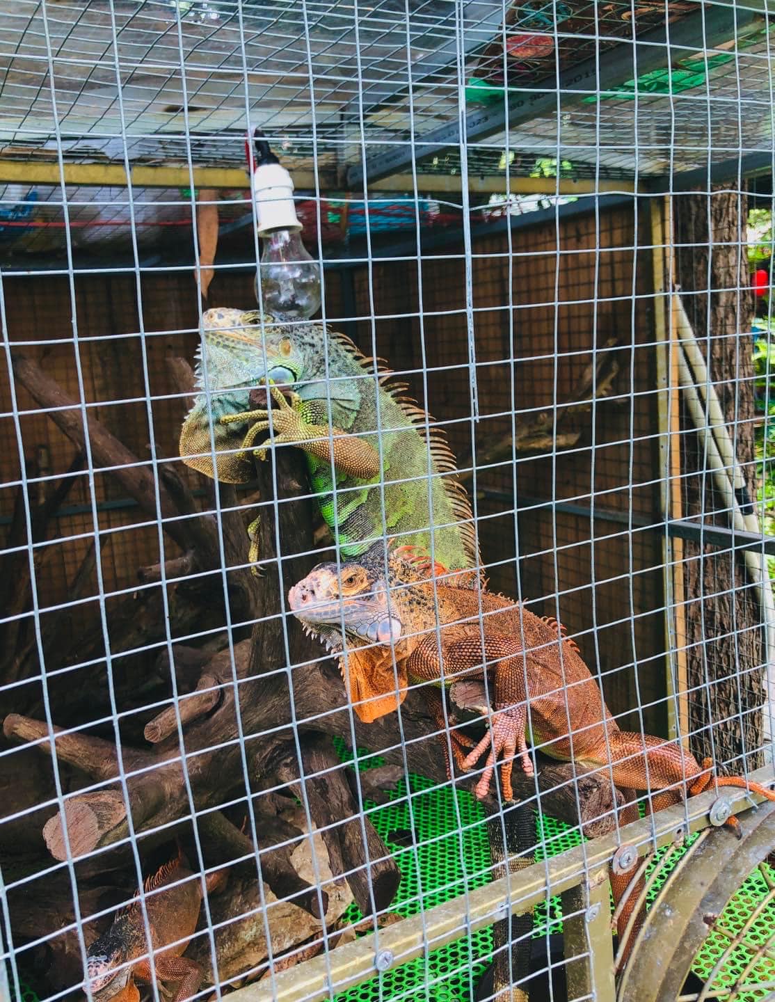 Một cặp kỳ nhông.