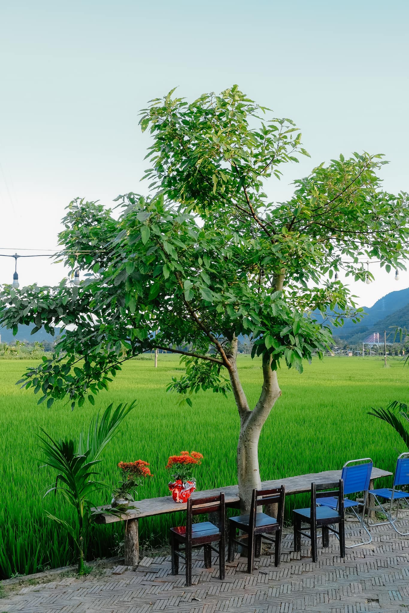 Uống trà, ngắm cảnh và hoà mình vào thiên nhiên.