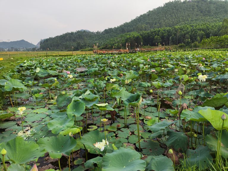 Kokoro Farm Đà Nẵng